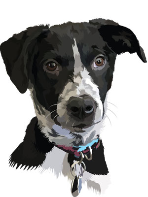 pet illustration