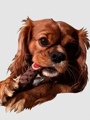 pet illustration